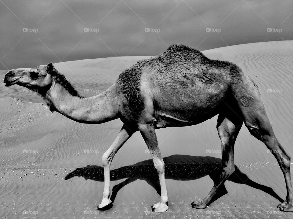 Black and white photo of a desert camel