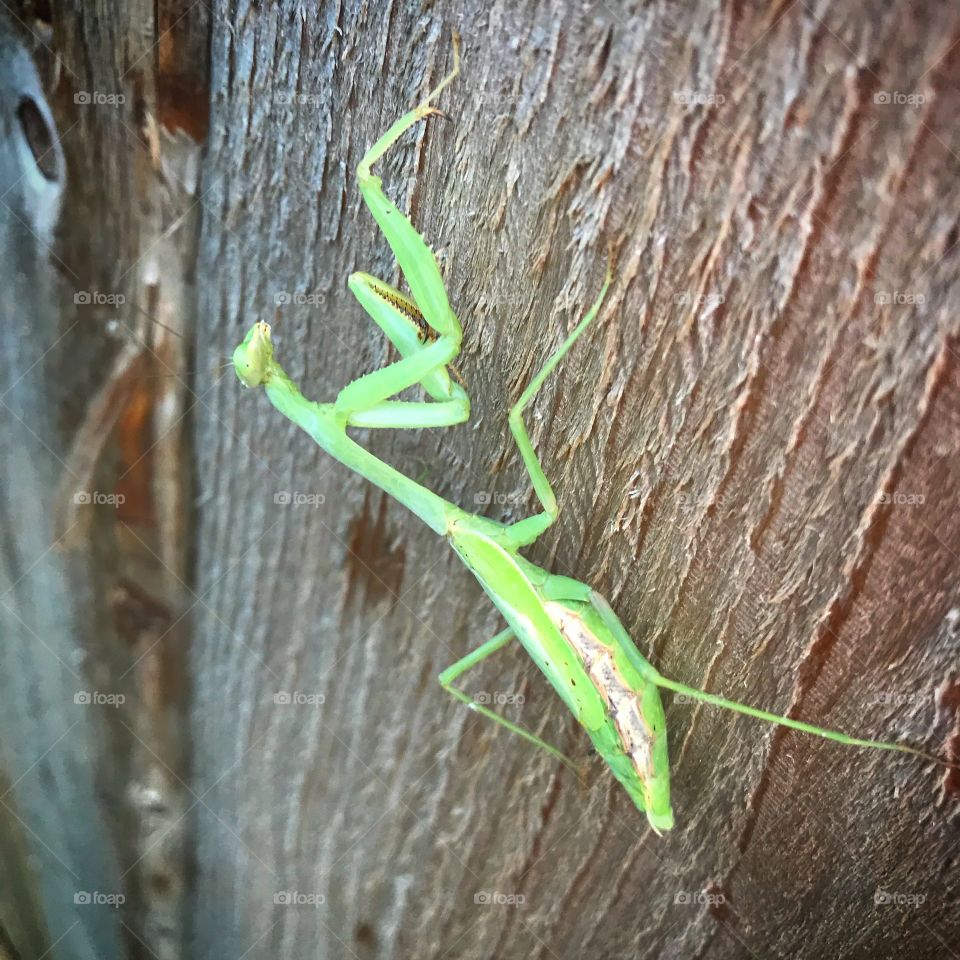 Just a praying mantis hanging out in a Texas backyard 