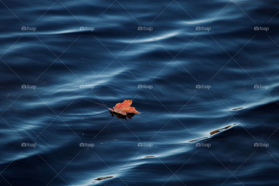 Autumn foliage on the water