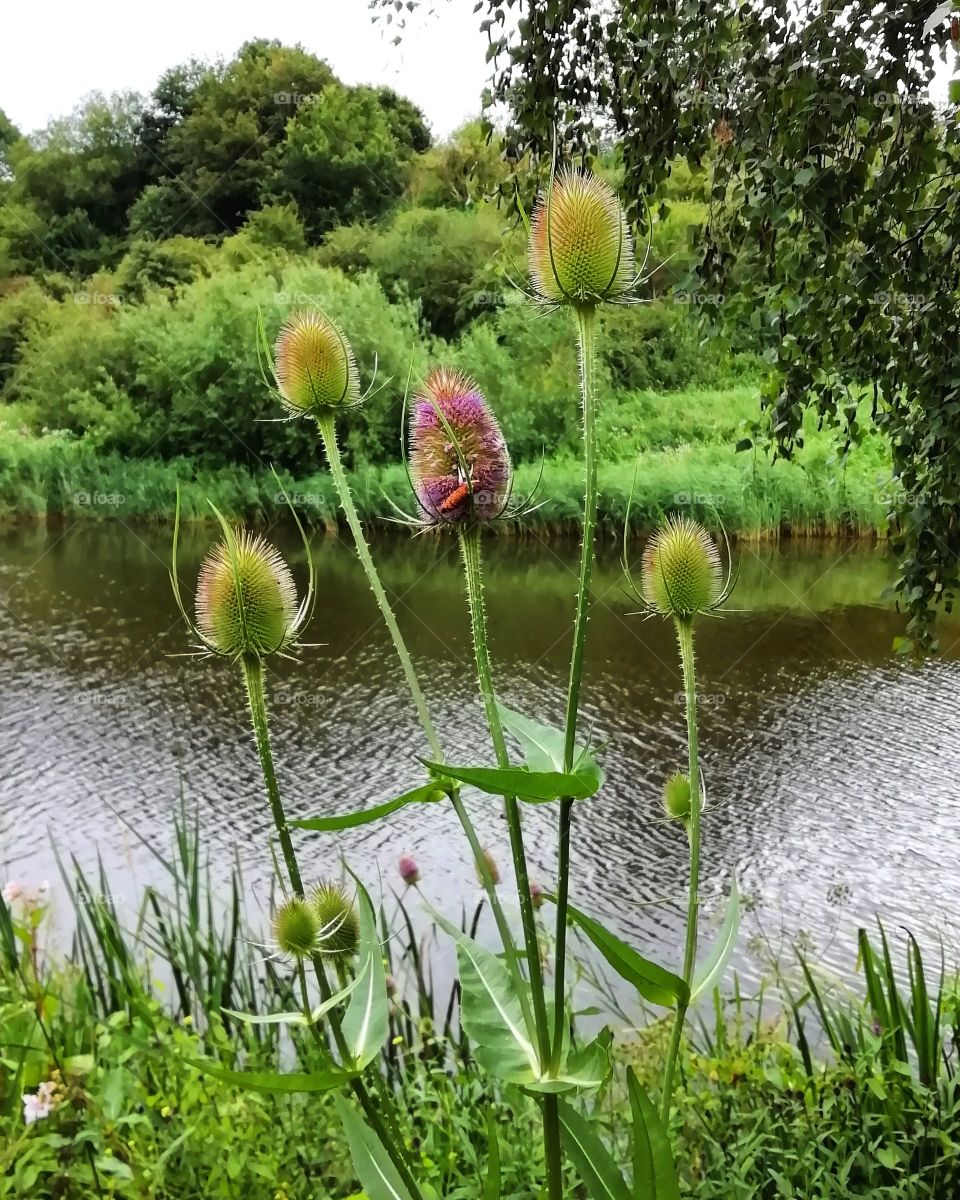 Flowers on the River