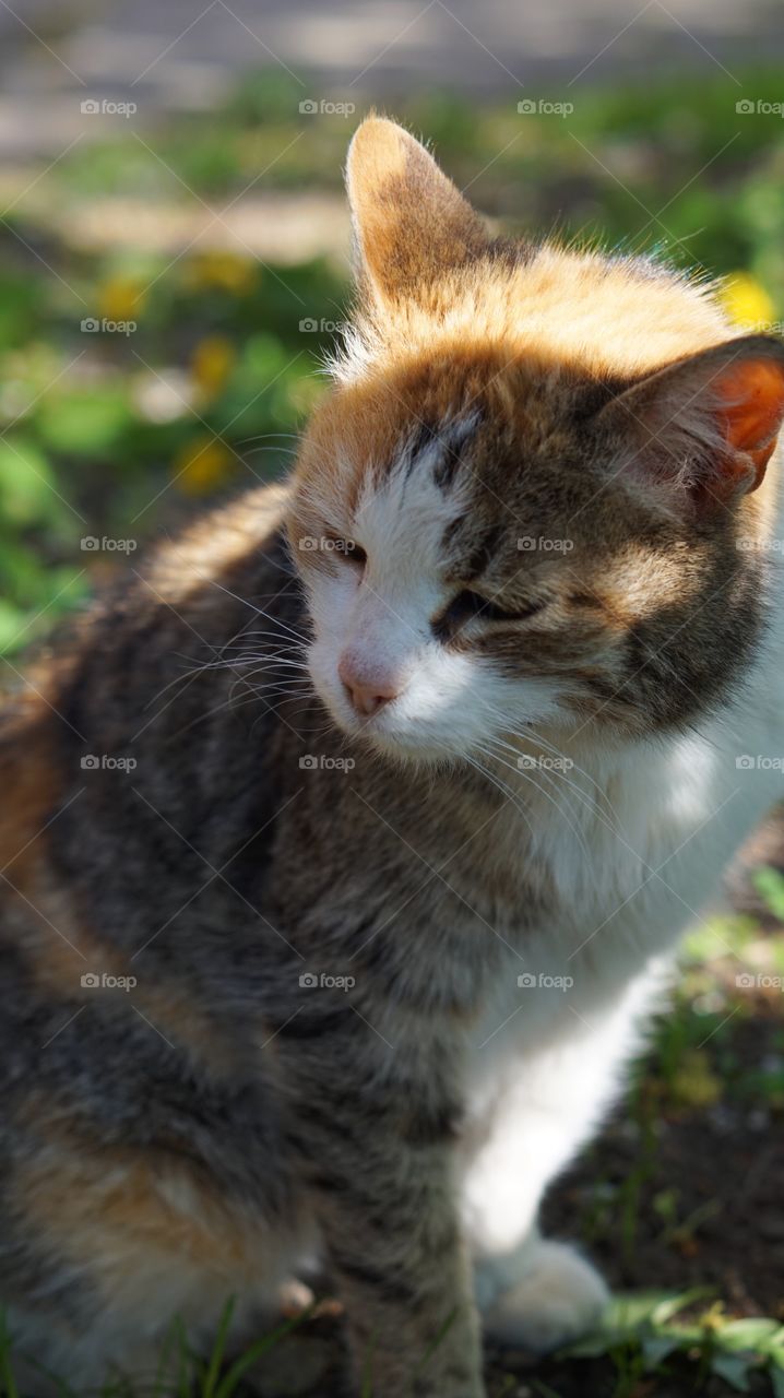 Mammal, Cute, Fur, Cat, Animal