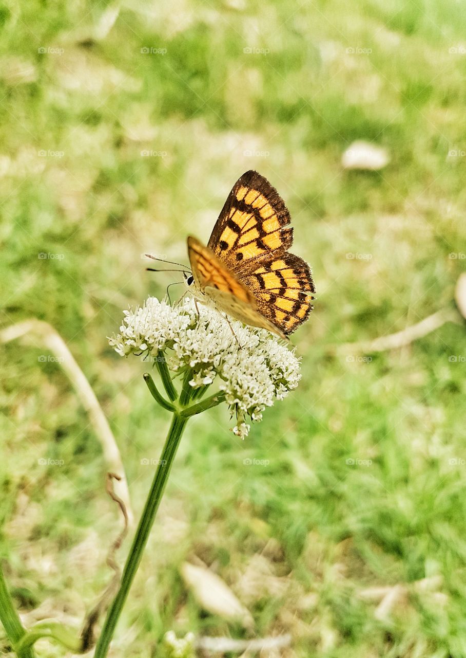 Butterfly, Nature, Insect, Summer, Wing