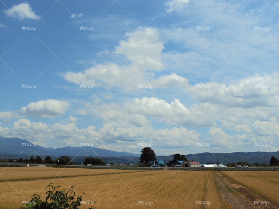 Sunny day in the rice fields.