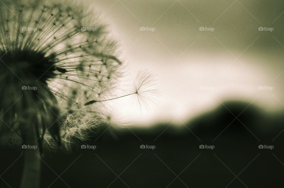 Flower, Dandelion, Monochrome, Nature, Flora