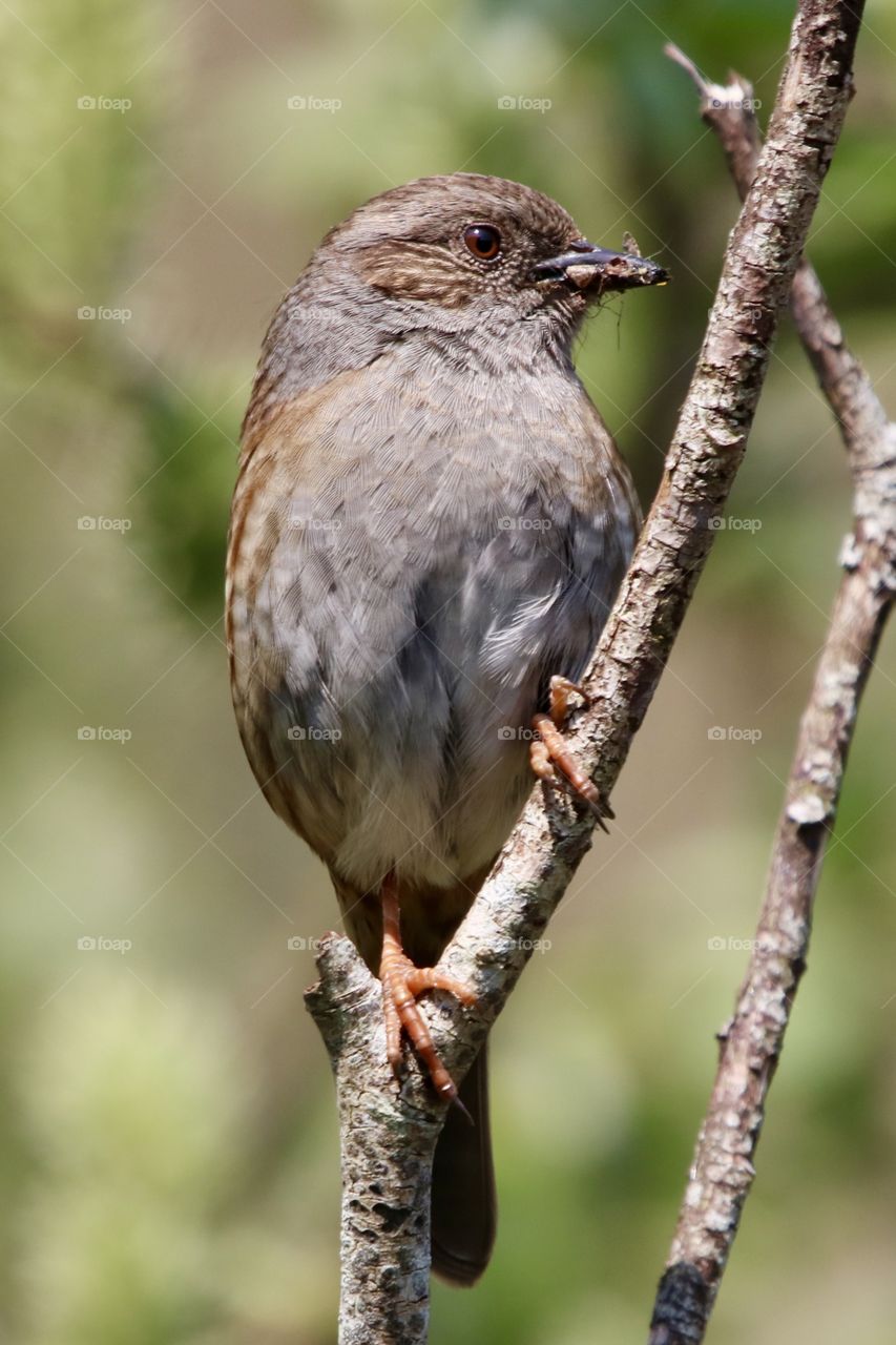 Dunnock