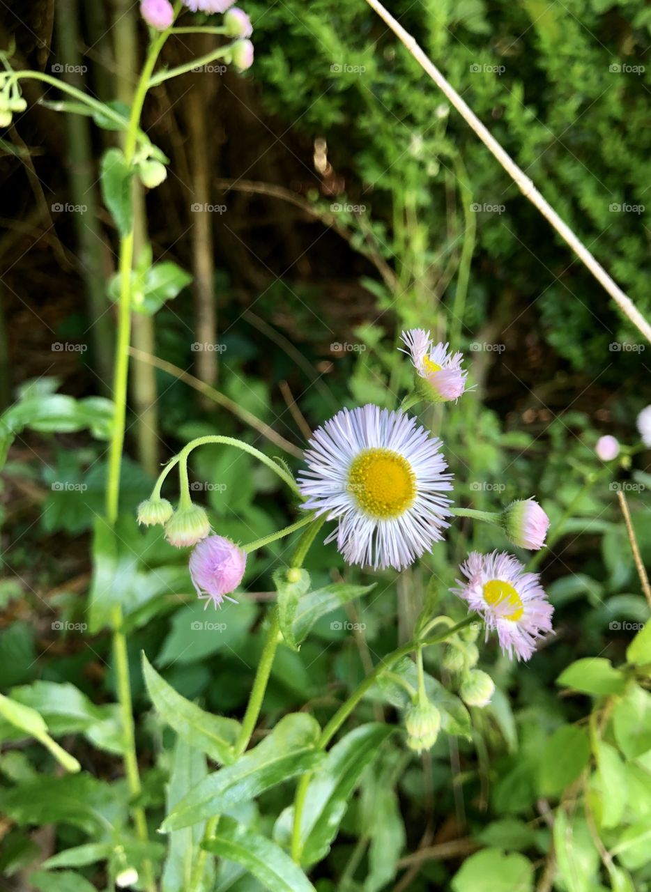 Closeup of wild daisies in shade on edge of woods 