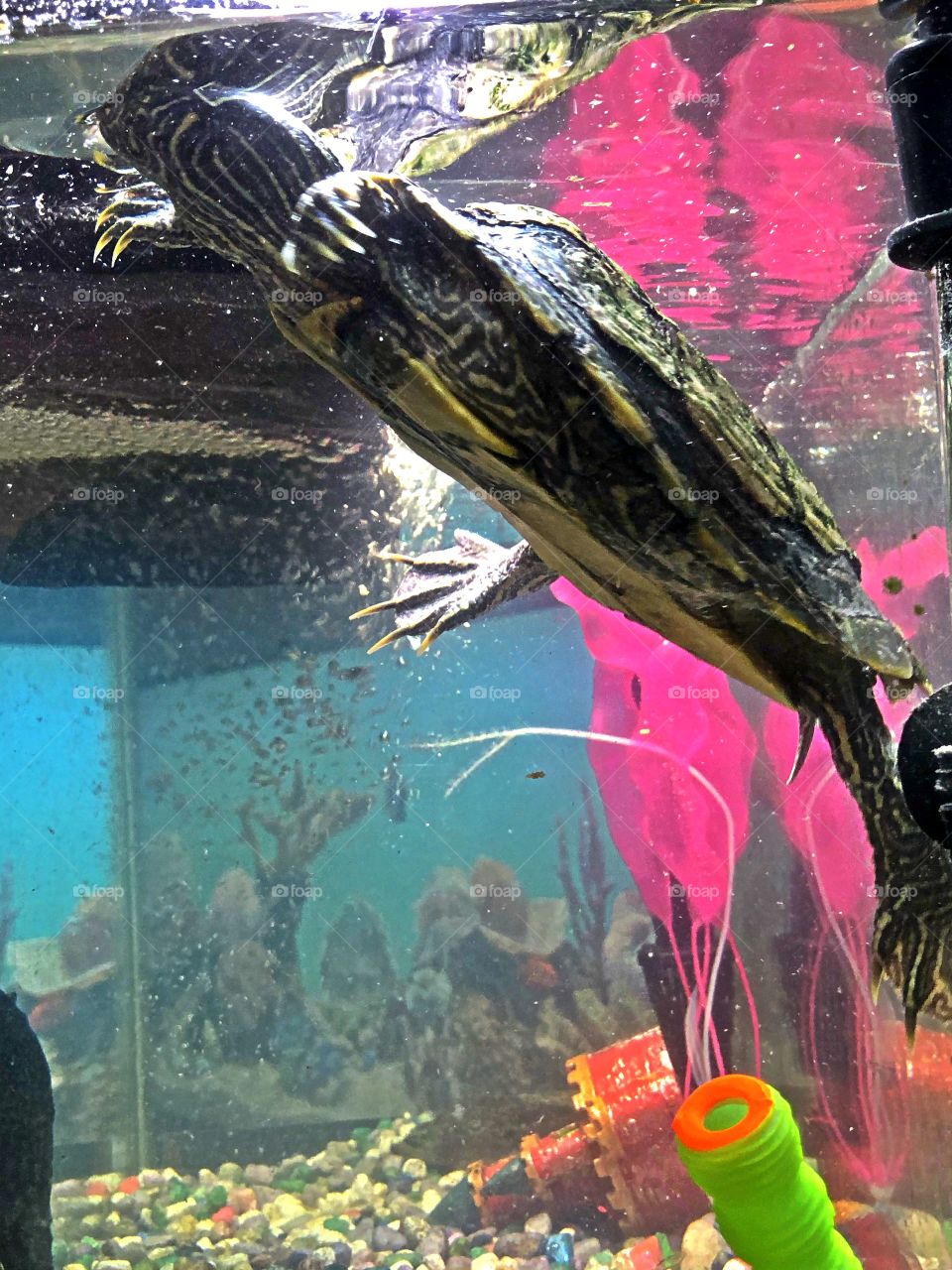 Turtle in aquarium