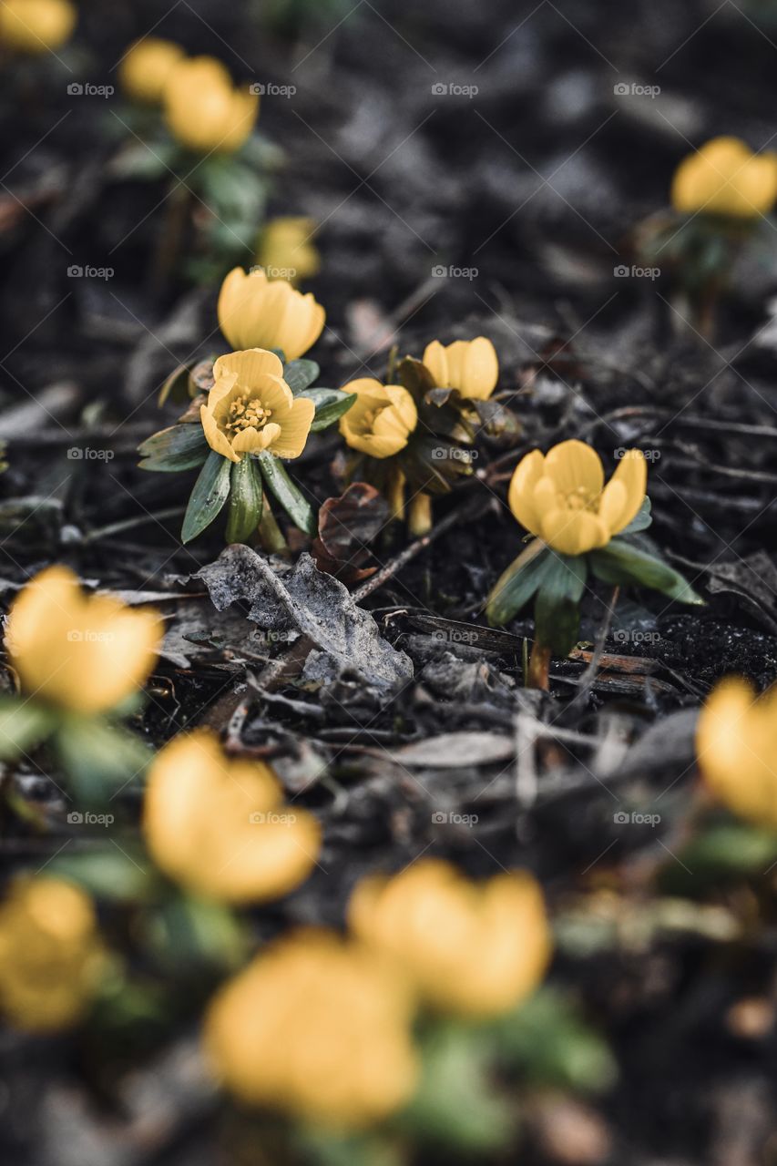 Photo of yellow early spring flowers