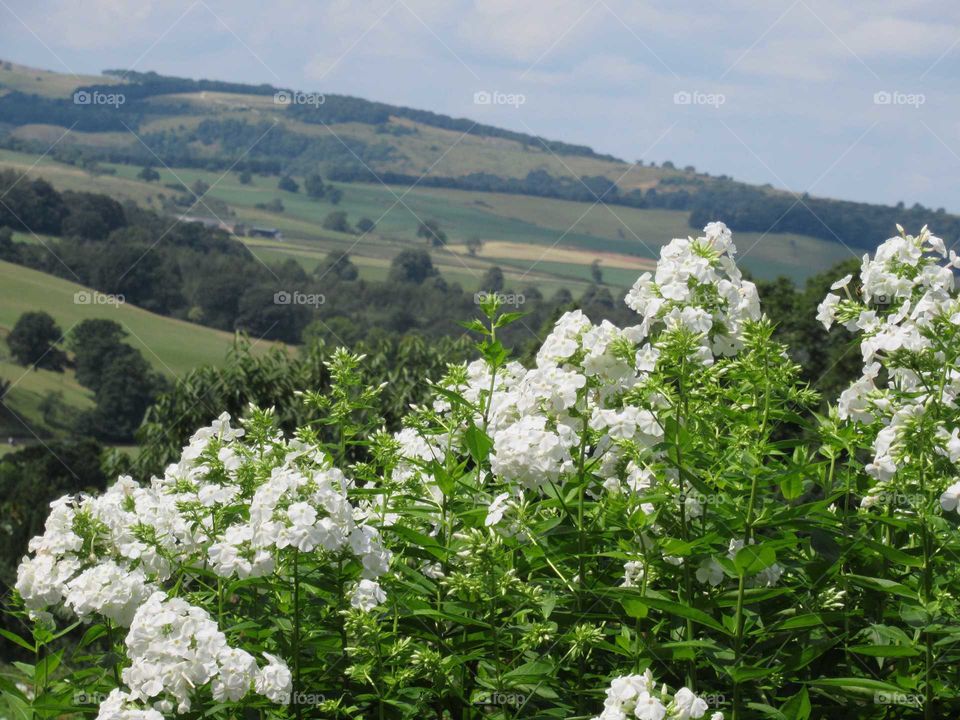 White phlox with derbyshire dales in background. Photo taken in the grounds of Chatsworth house