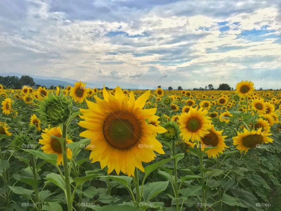 Sunflower 