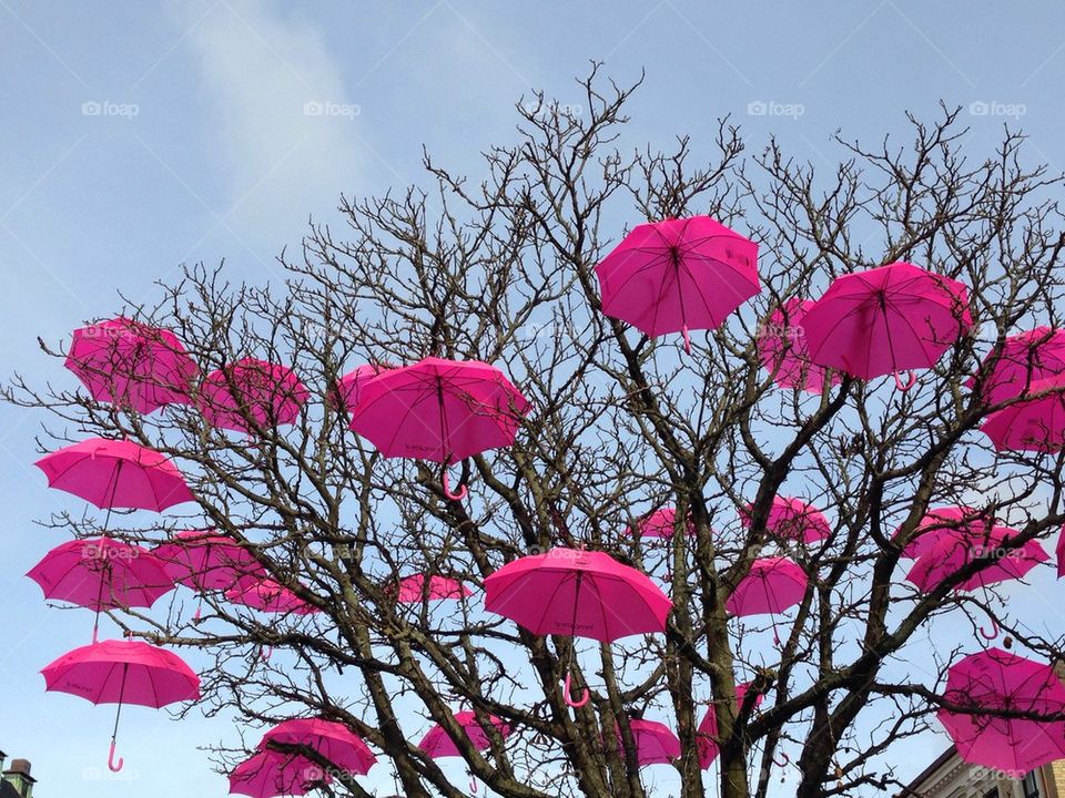 Pink umbrellas