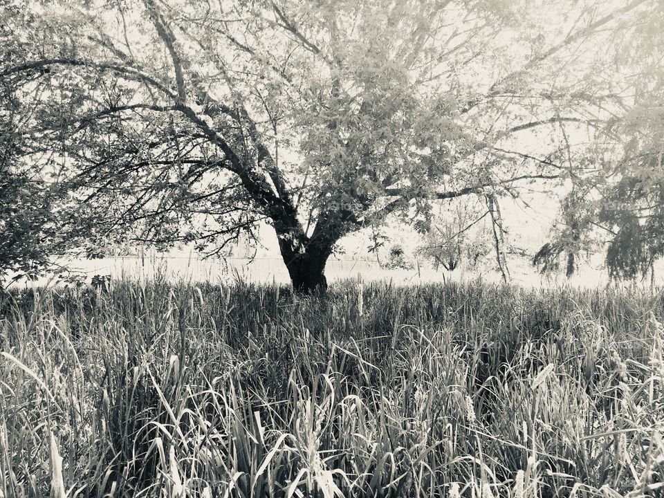 B&W tree in field of grass