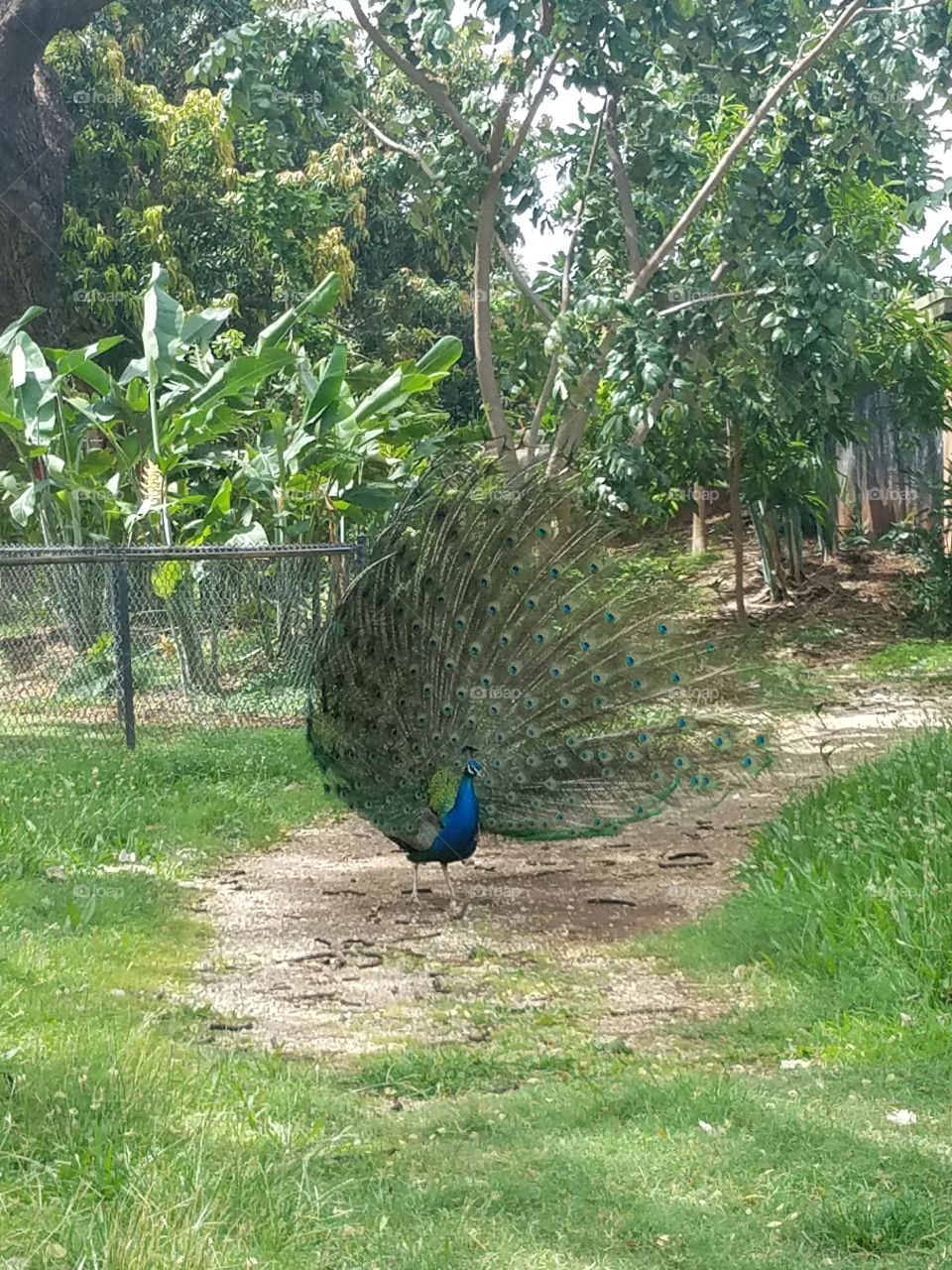peacock full frontal