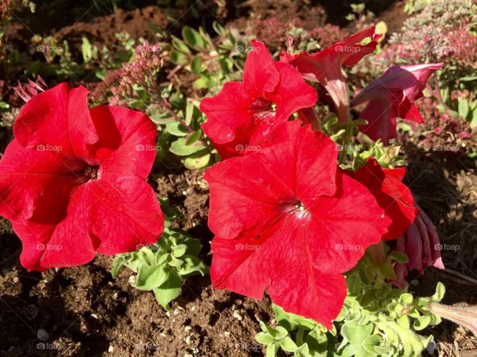 Red petunia
