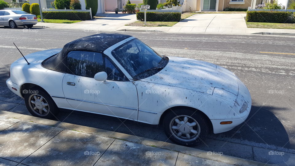 bird poop on car