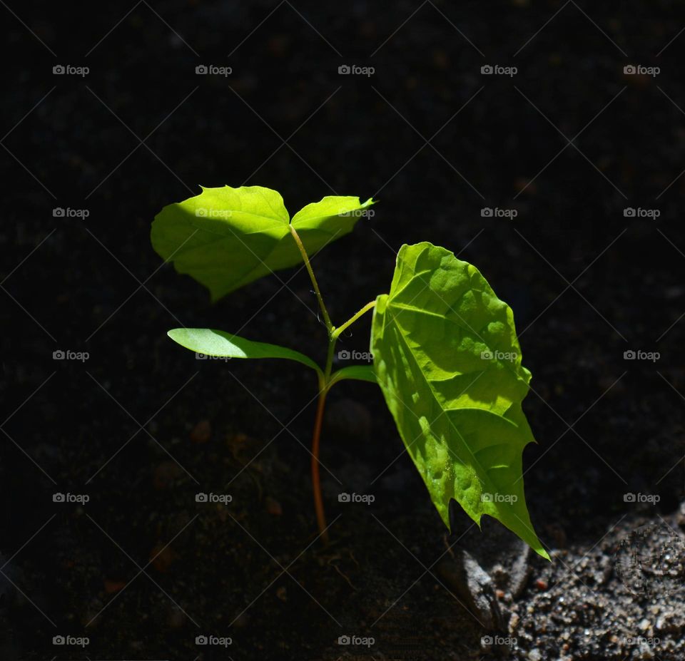 green sprout growing in ground