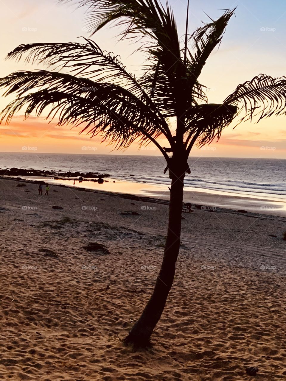 Silhouette palm tree 