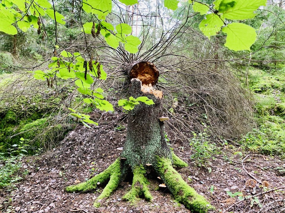 August woods in Sweden