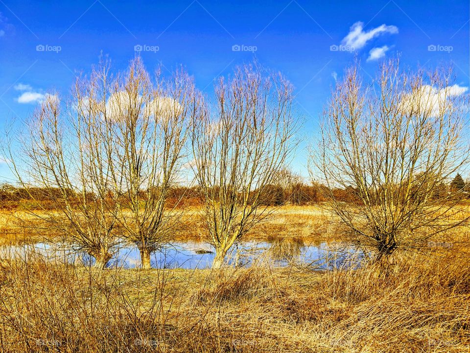 Three bare trees against a blue sky reflected in a pool of water surrounded by golden grassland