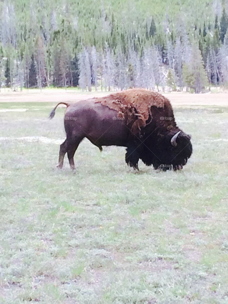 Buffalo. Bison