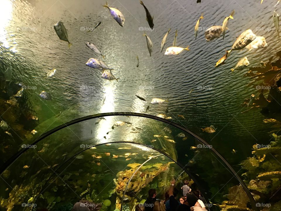 Swimming with the fishes 