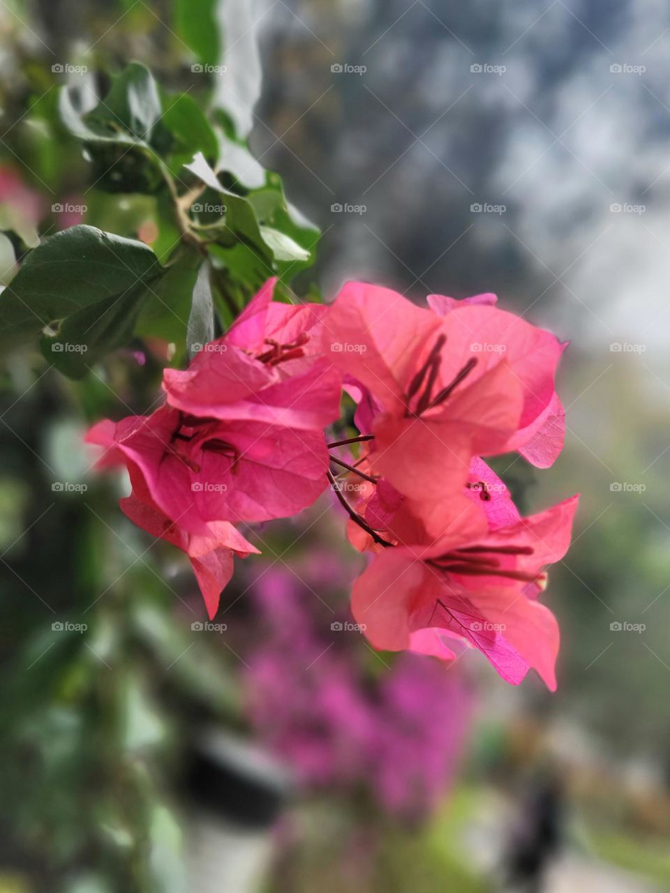 Red flower at Hong Kong Victoria Park