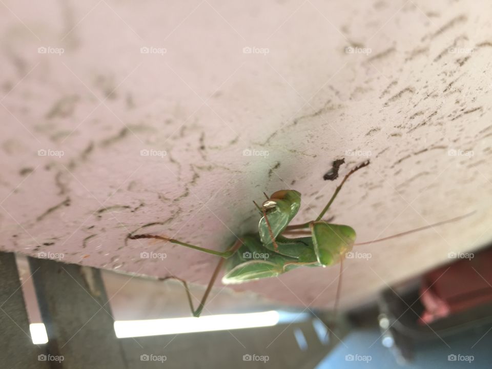 Close up praying mantis on a wall
