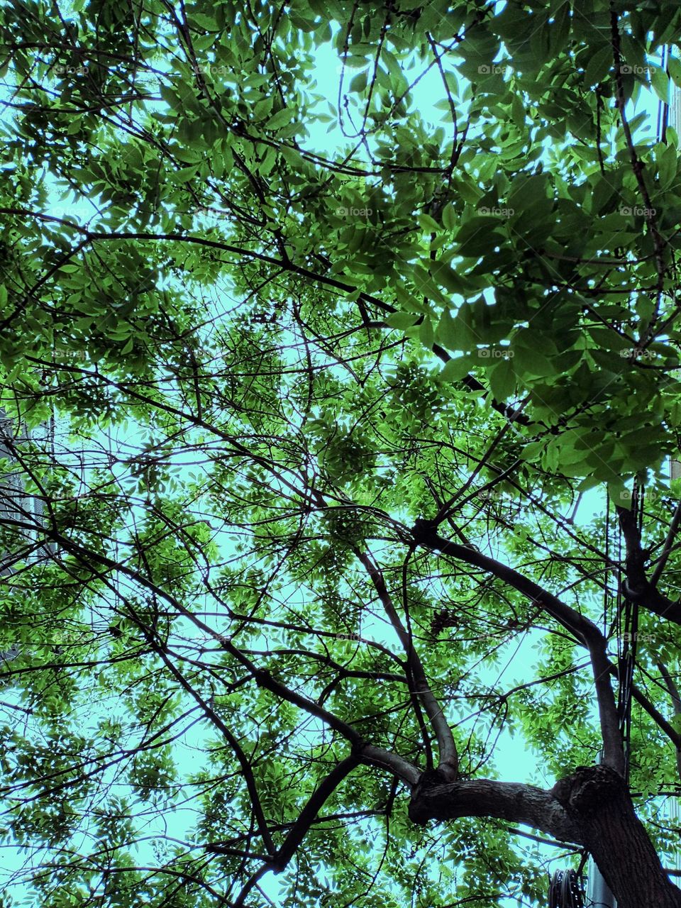 El cielo desde el arbol