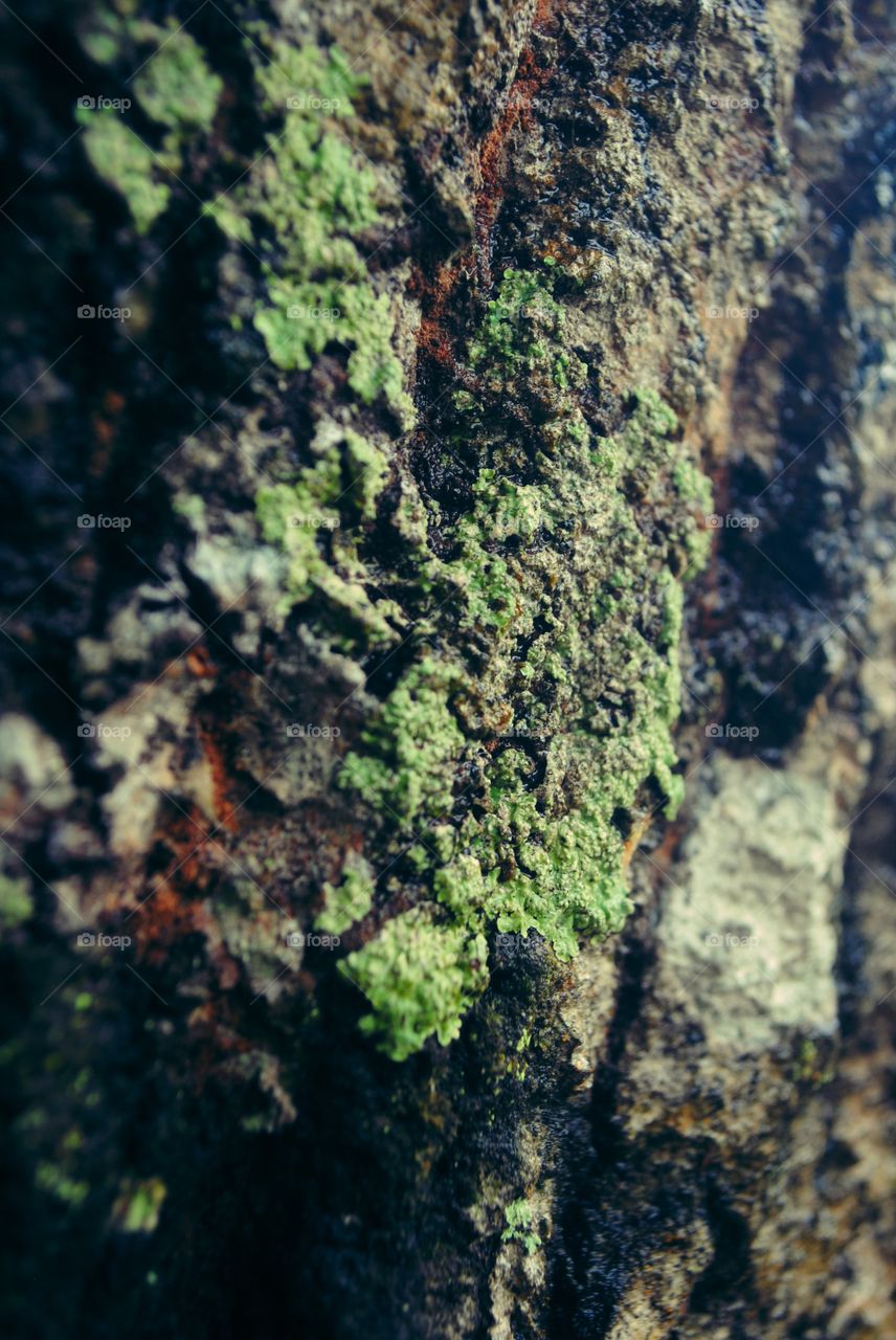 moss