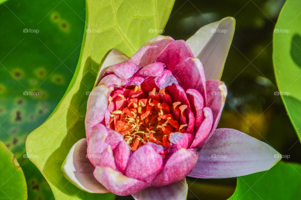 Japanese Water Lily From Above