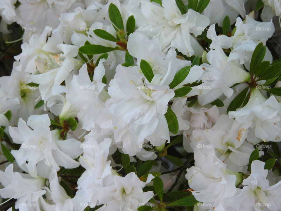 Beutiful white flowers