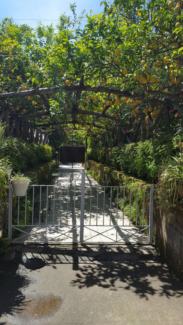 Lemon Grove Sorrento