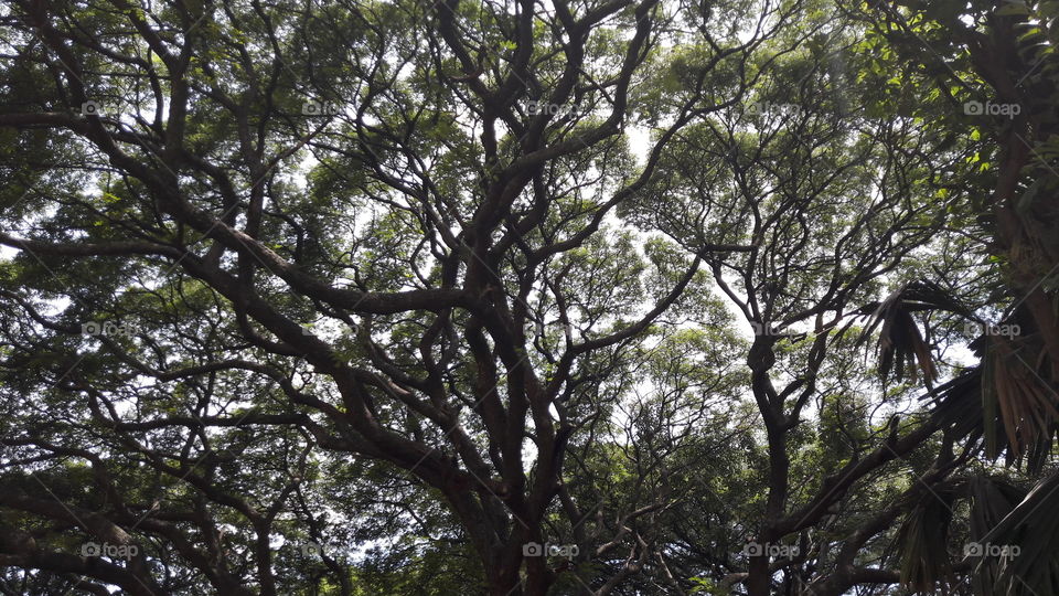 Tree, Wood, Nature, Landscape, Leaf
