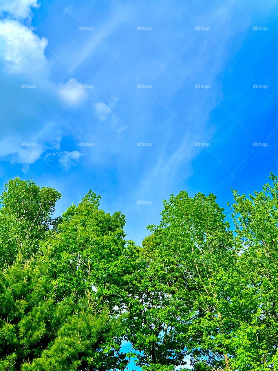A summer-like Spring day in Maine where sunlit lush green trees reach toward a beautiful blue sky with wispy clouds!