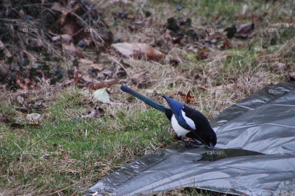 A magpie drinks from a puddle that has collected rainwater in a tarp