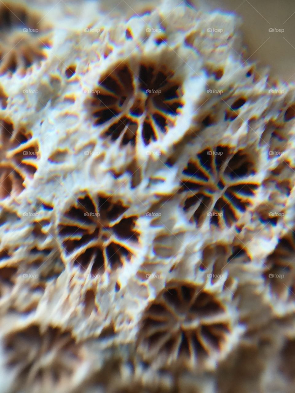 This macro shot was taken with I phone 6 plus of a piece of coral