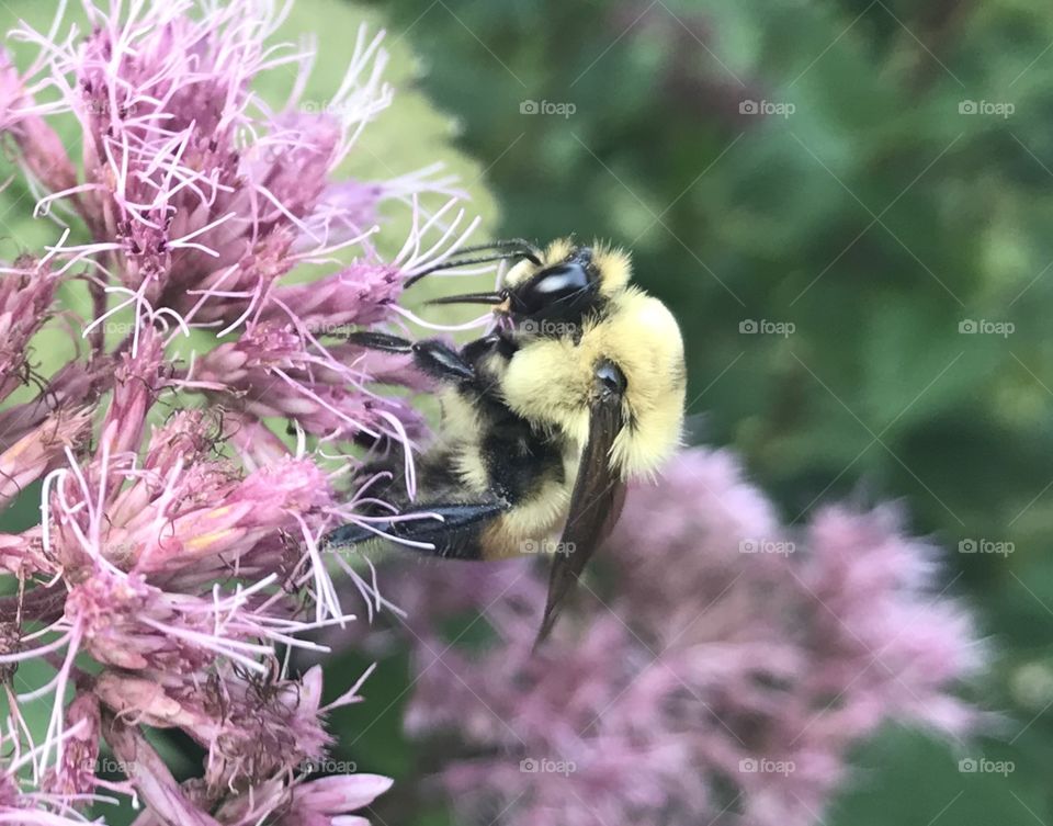 Stunning yellow and black large furry bee sitting perched on purple wild flower! 