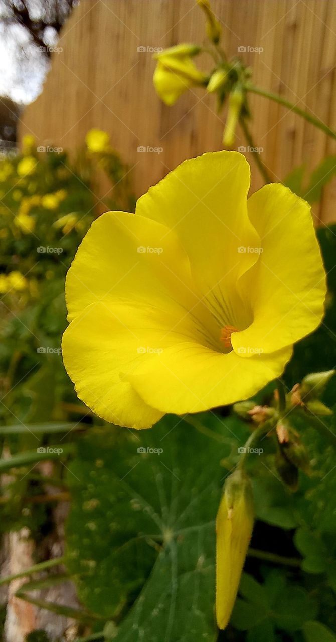 Yellow flowers