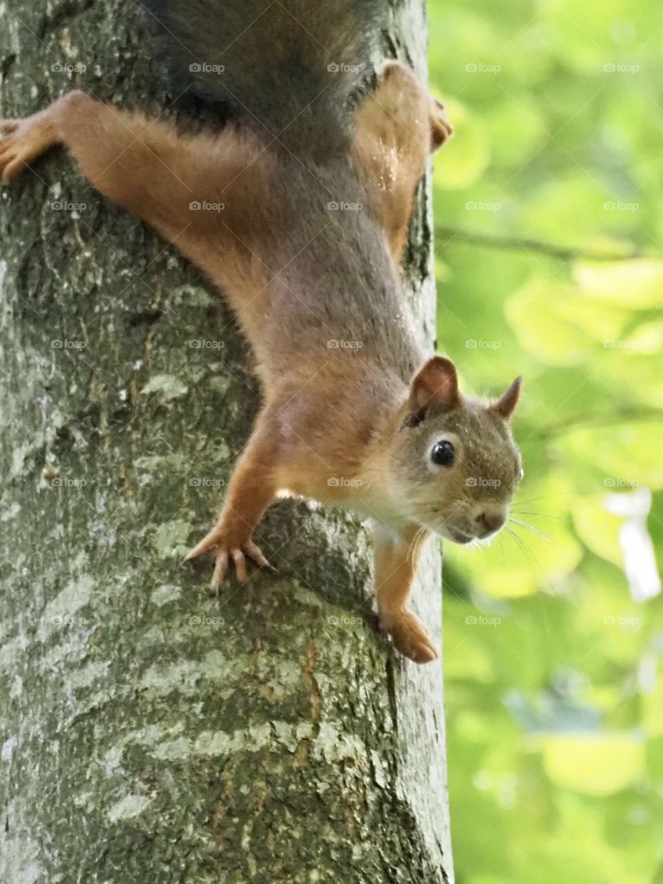 Squirrel