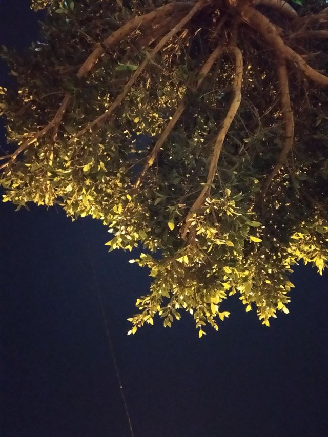 the trees