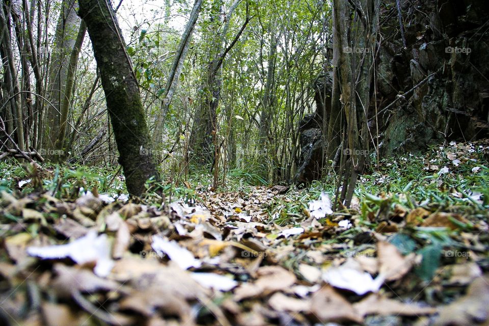 First signs of autumn. Leaves start falling and creates a carpet on the pathway to walk on