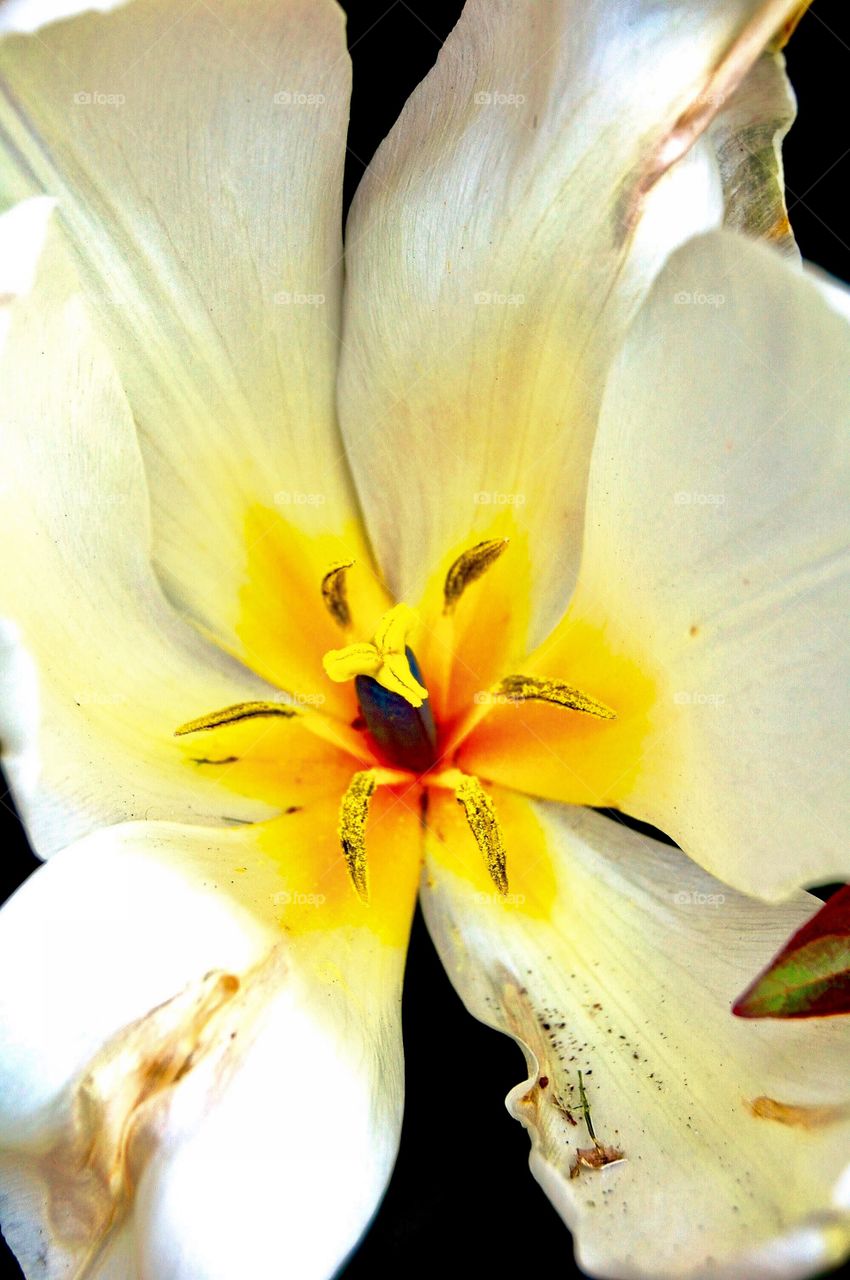 Beautiful flower in Indiana 