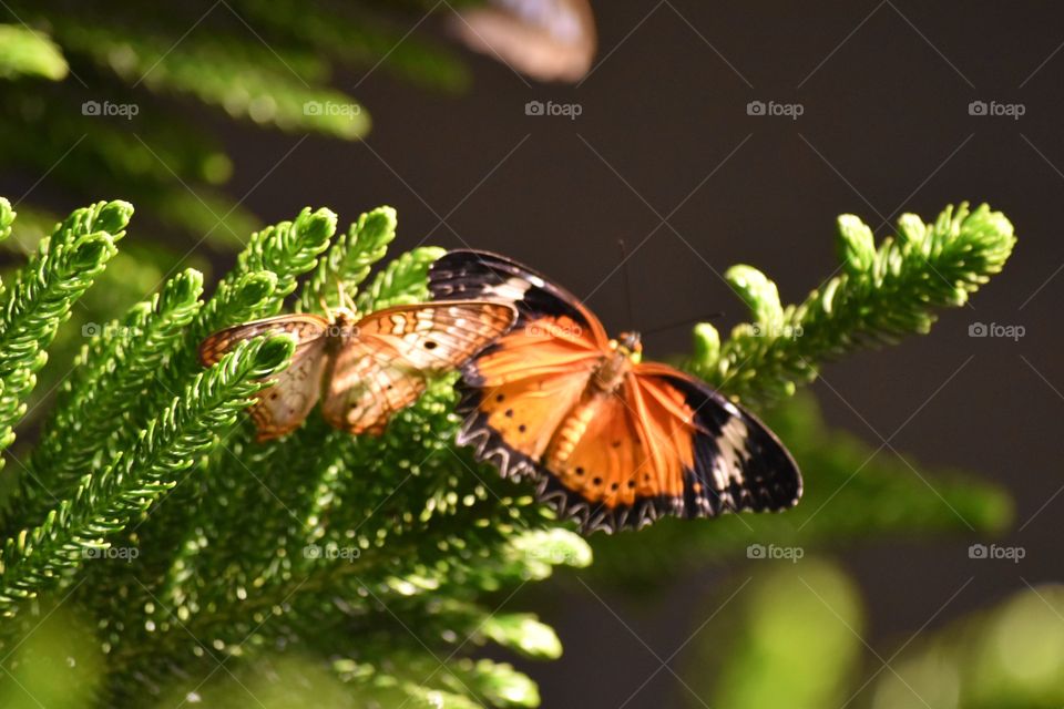 Butterflies fly away