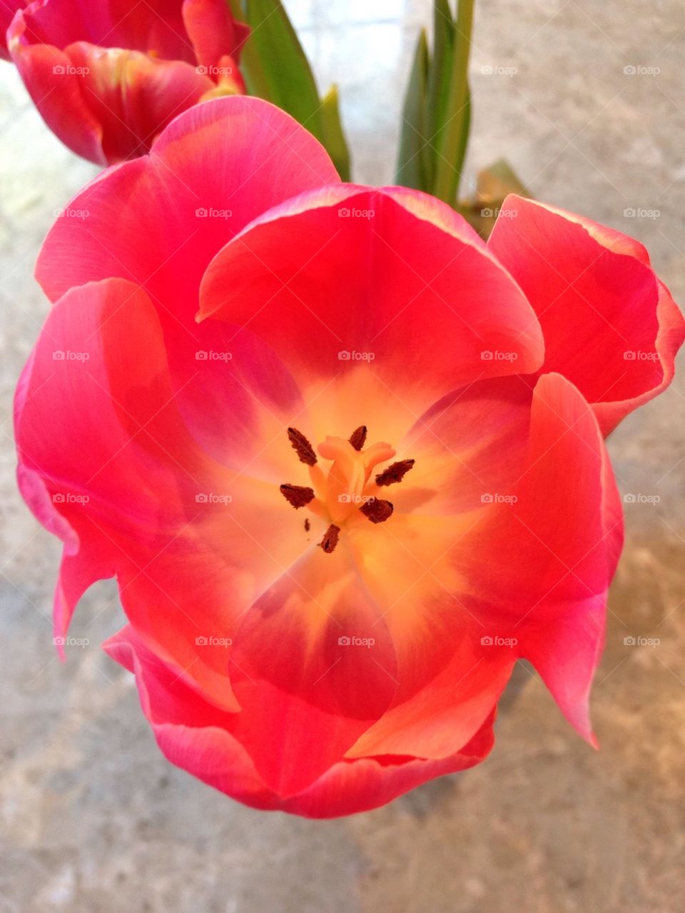 Pink tulip