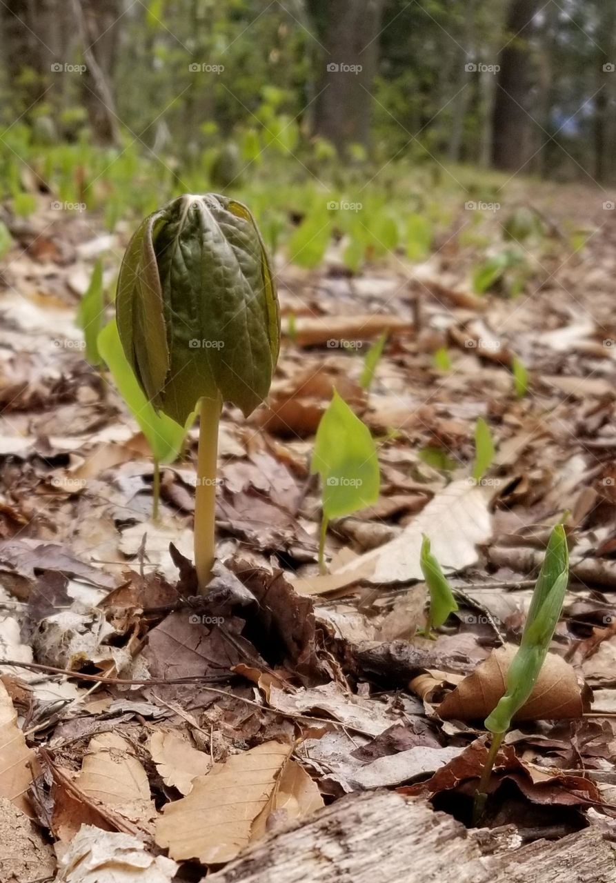 Baby Tree ~ Seedling