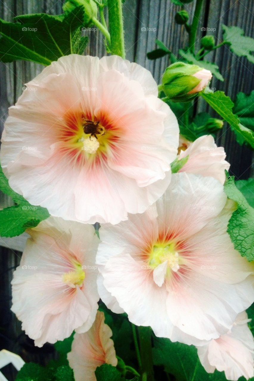 Hollyhock