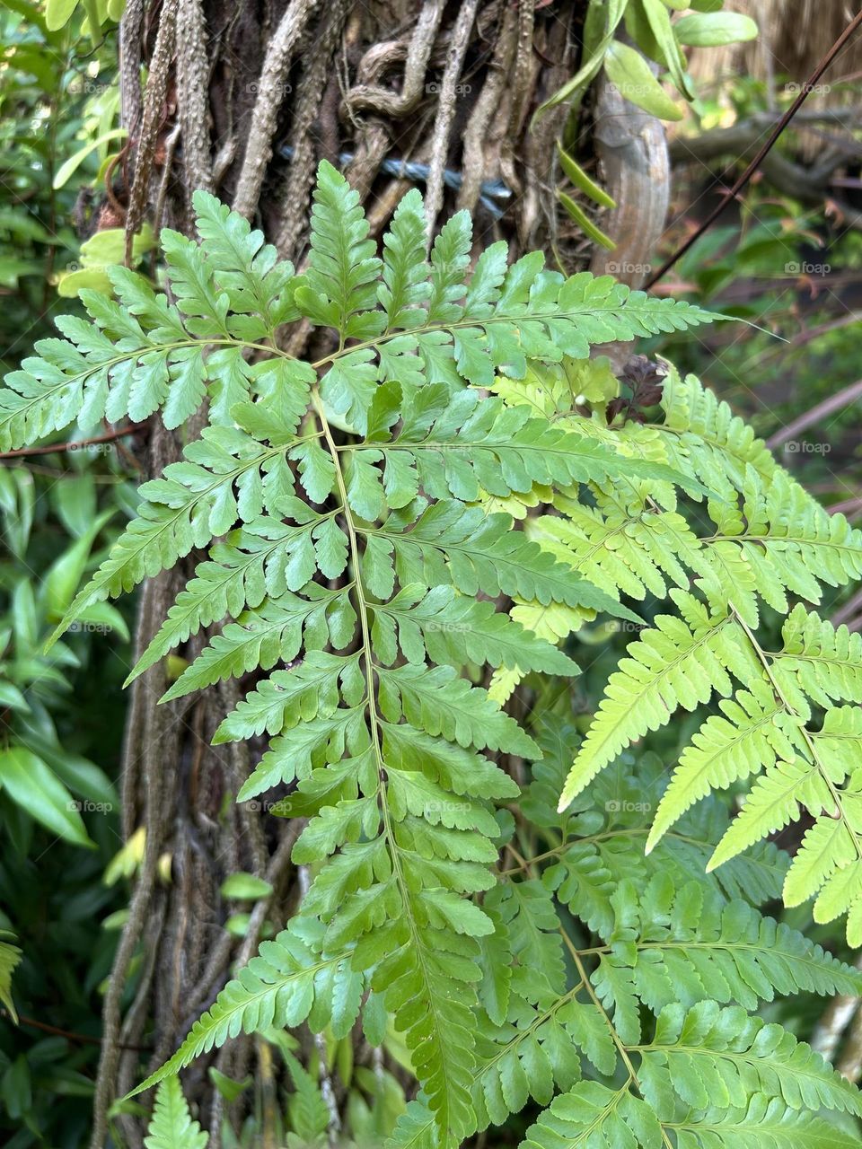 Leather leaf Fern at Penang forest 