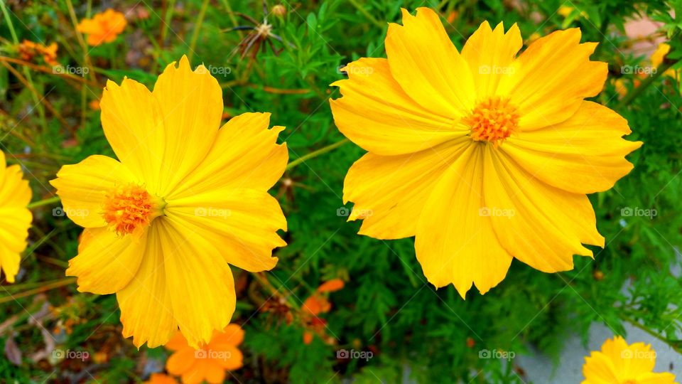 Bright Yellow Flowers. Bright yellow flowers planted in neighbor's garden.