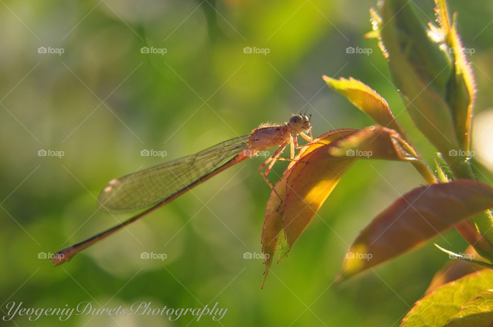 A bugs Eye