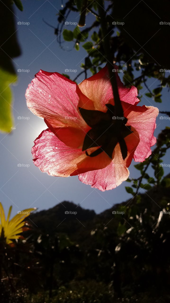 NATURAL NATURE NATUR GARTEN BLUME Hibiskus Rosen Sinensis
